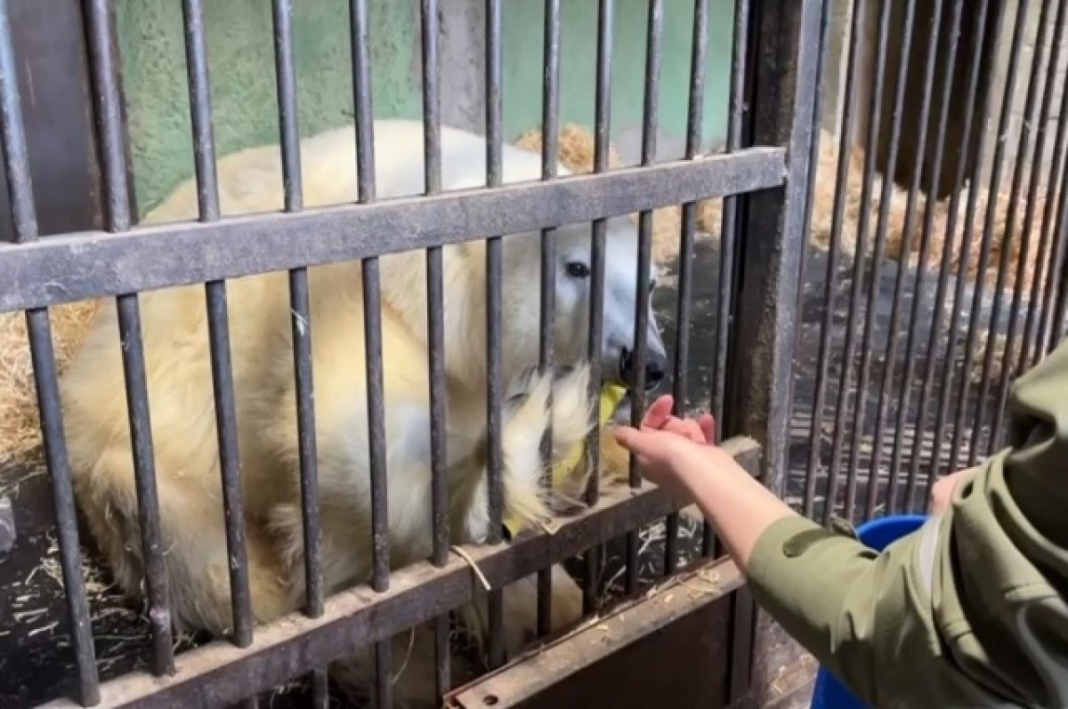    В Московском зоопарке рассказали о нетипичной реабилитации медведя Диксона