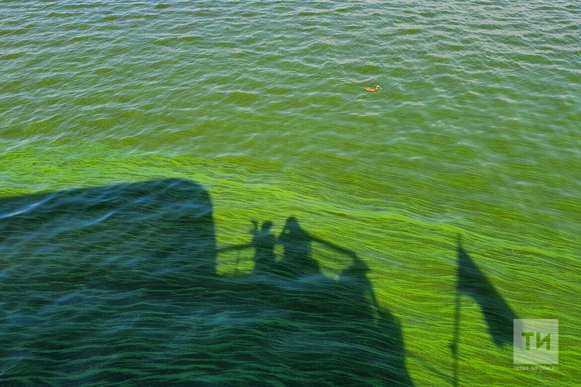​«Образовавшаяся сверхнормативная площадь мелководий в водохранилище приводит вкупе с бытовыми сбросами к его цветению». Фото: © Владимир Васильев / «Татар-информ»