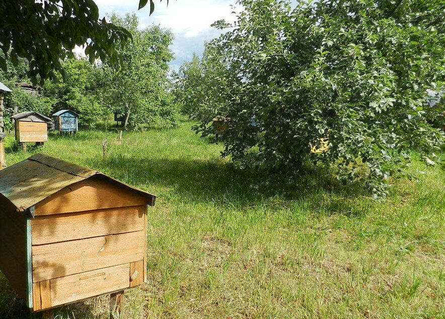 Пасека. Фото из открытого источника