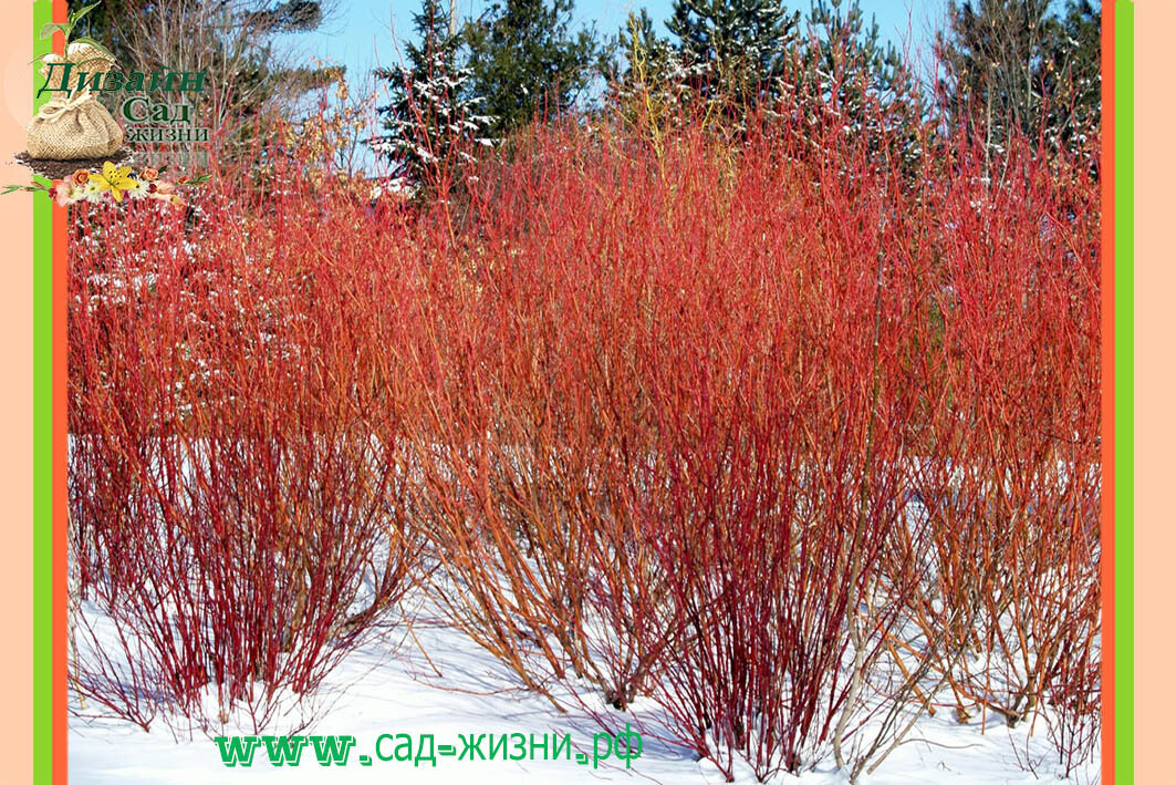 на фоне снега красиво смотрятся стволы дерена