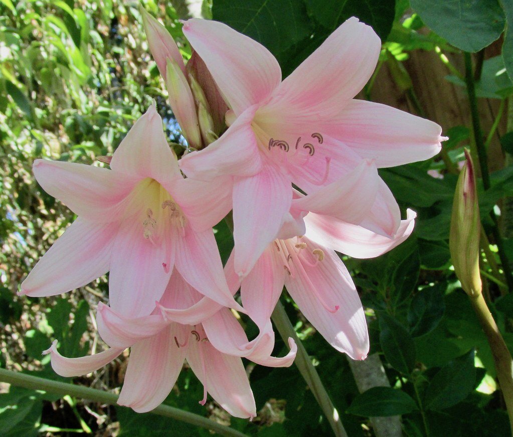 Цветет амариллис белладонна. Фото с сайта https://www.flickr.com/