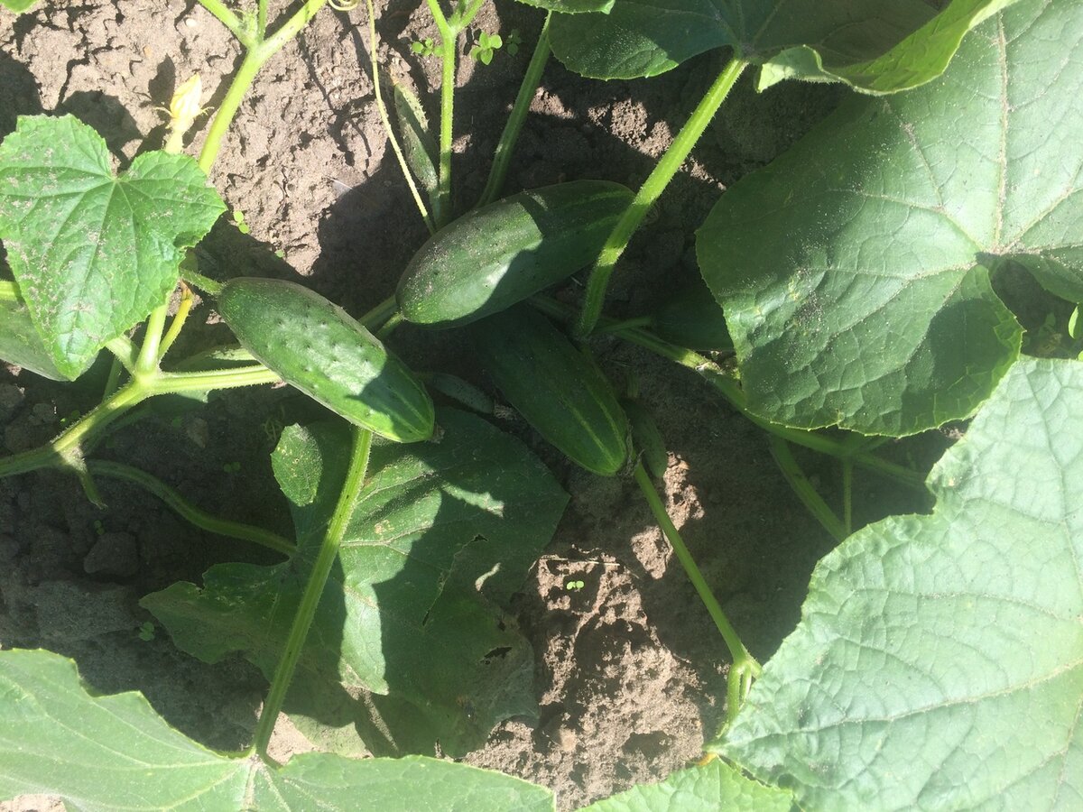 Огурцы растут на перемоле зерна. На листьях ни пятнышка. Фото автора