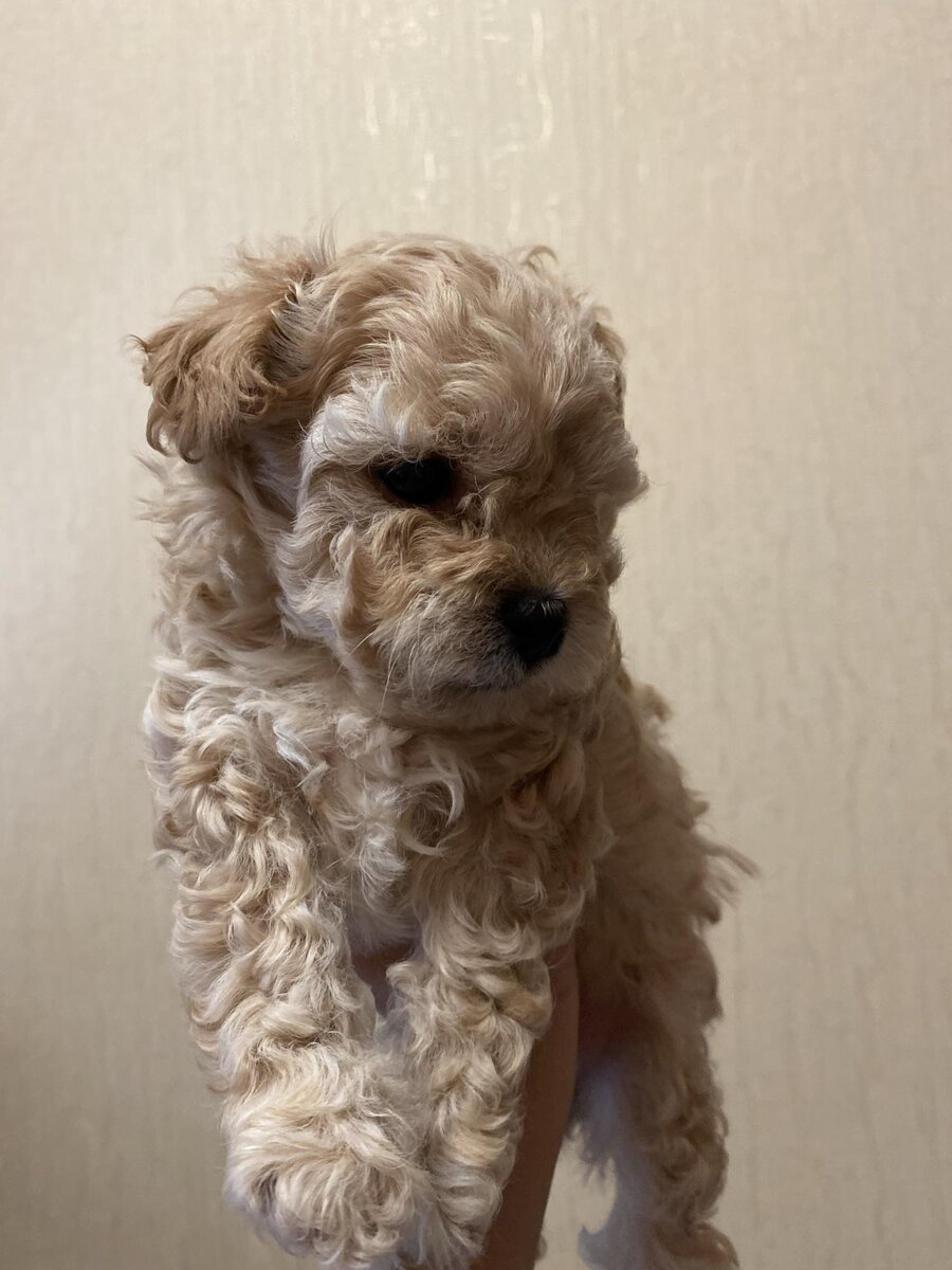 Щенок мальтипу 1 мес.