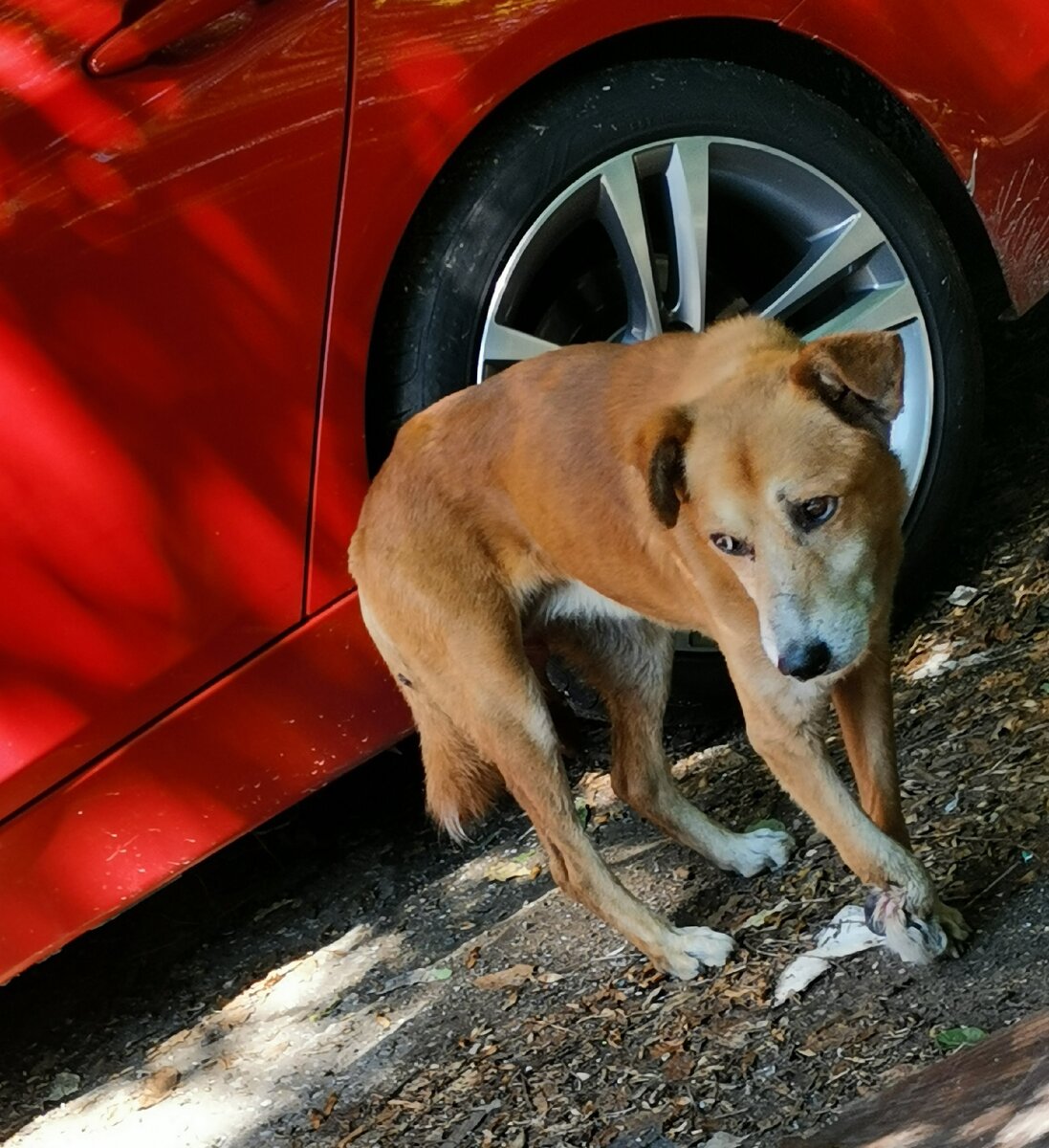 Фото недавнее. Сначала он ближе чем на 20 метров не подходил