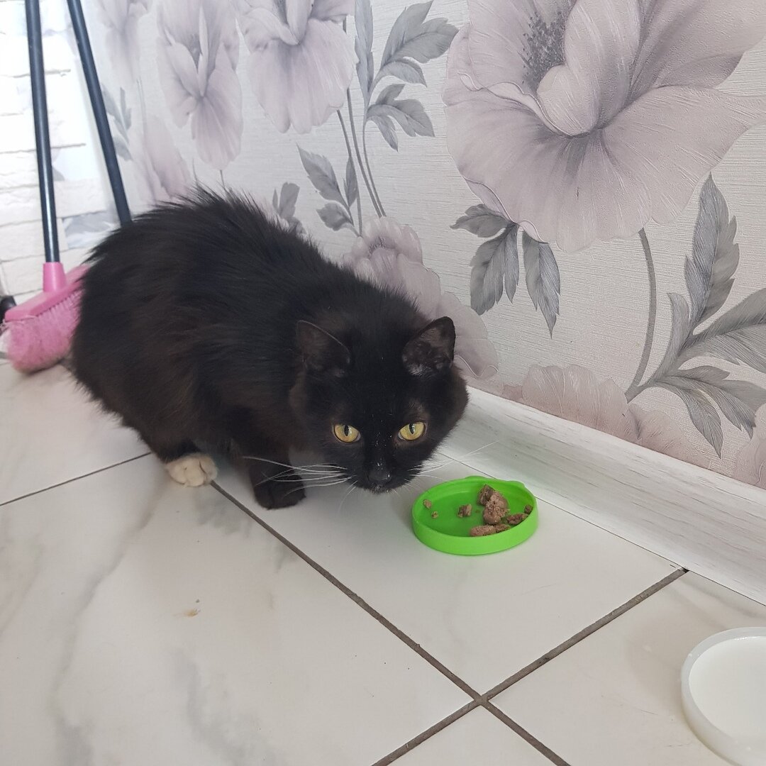 Кошка Ночка дома. Источник: зоопансионат "Альма", г. Воронеж.