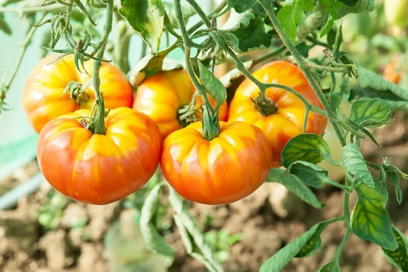 Взято из свободных источников.