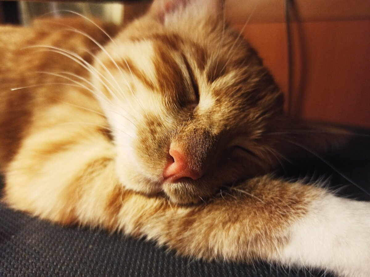 Малышка Фокси тоже очень любит тосковать, но ей помогли советы ниже!