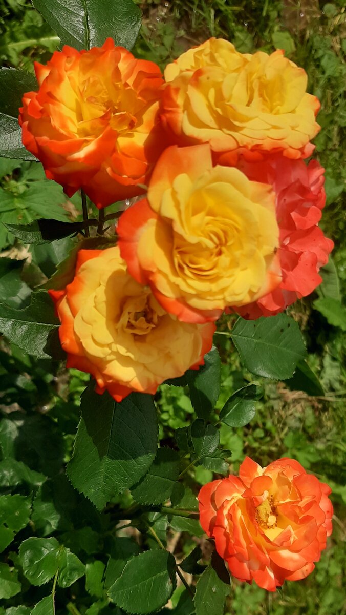 Румба. Флорибунда.