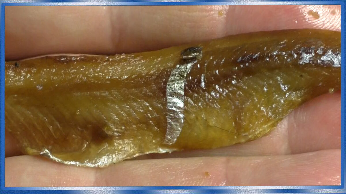 Вяленая мойва,копчёная мойва,мойва солить в пиве,рецепты из рыбы от fisherman dv.27rus