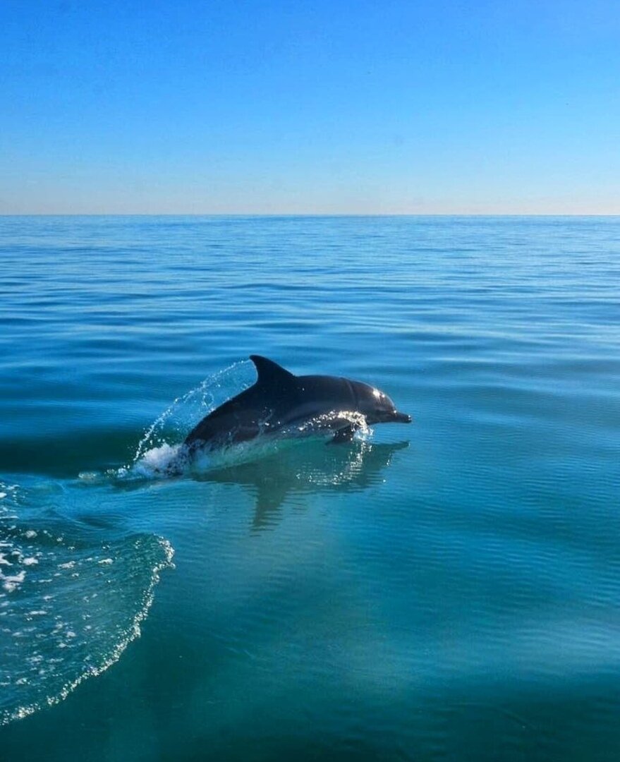 какие дельфины водятся в черном море