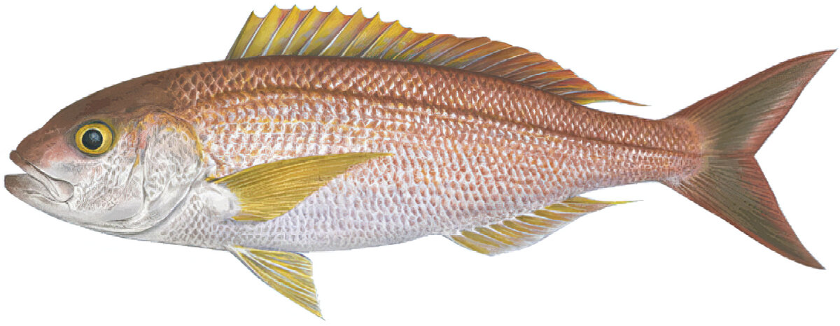 Pristipomoides filamentosus