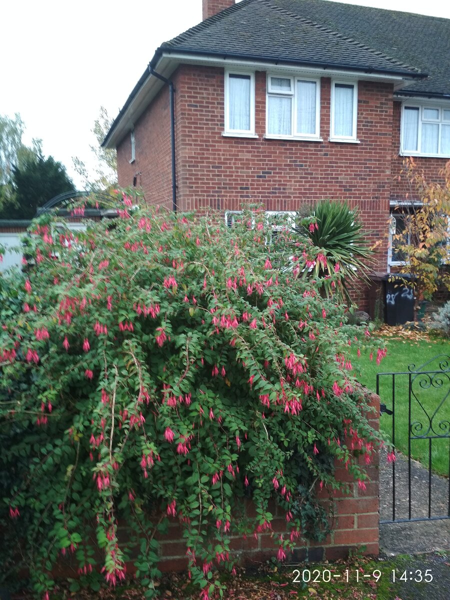 У многих в садах вот как разрастается привычная нам горшечная фуксия. На заднем фоне- пальма Драцена