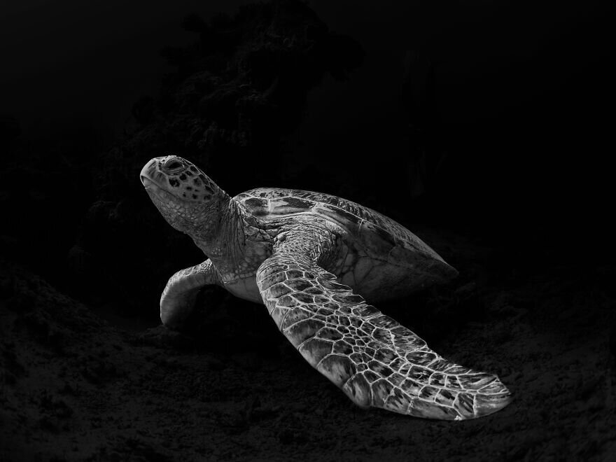 Kevin De Vree, Indonesia