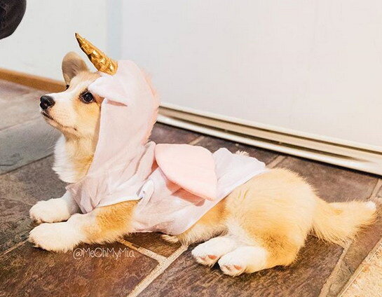 Волшебный едино...корг!