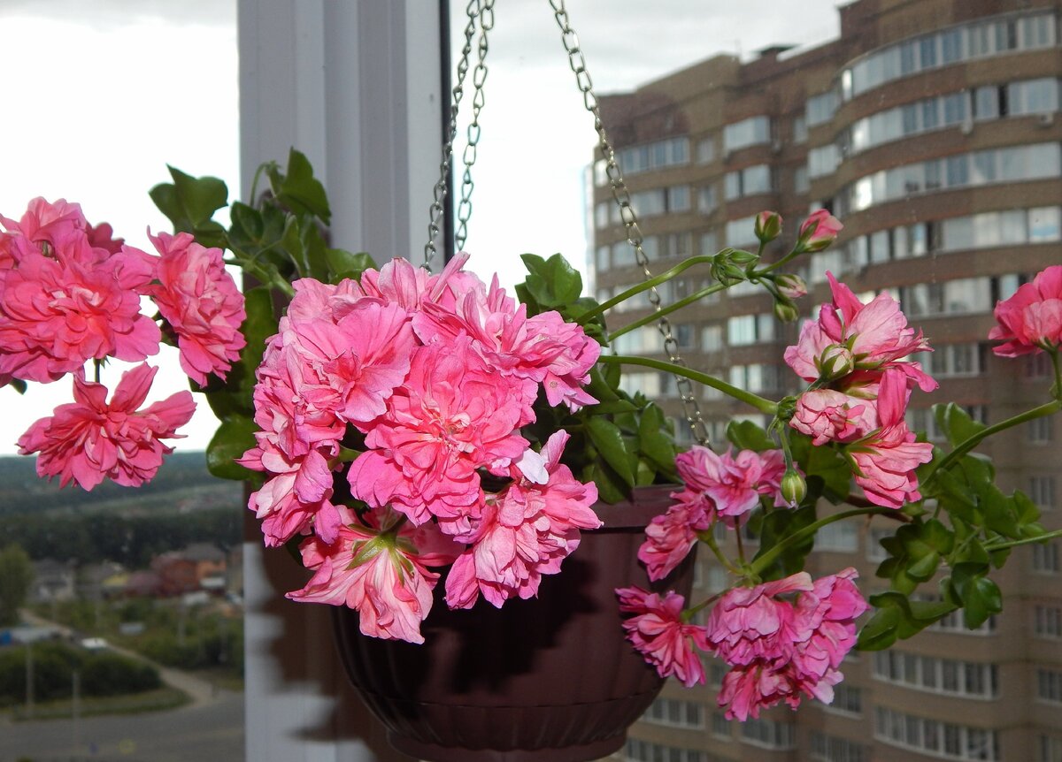 Пинк Чарт.Оставлю в коллекции однозначно.