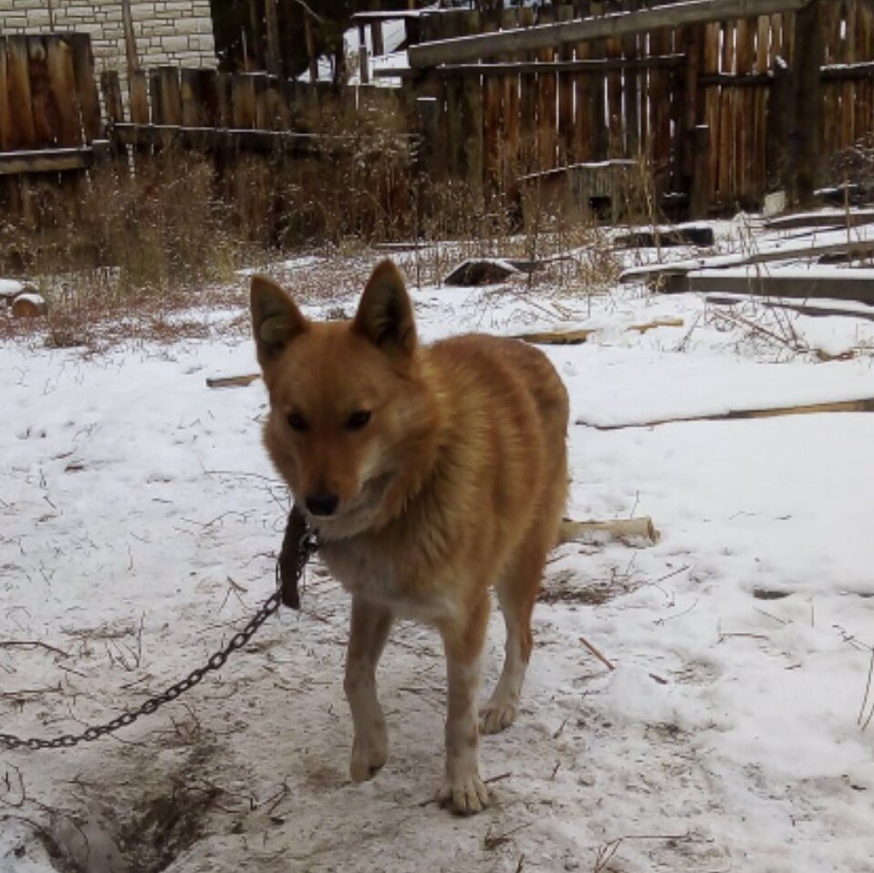 Собака на территории предприятия. Ответственное отношение к животным. Собака сторожит дом. Отлов безнадзорных животных. Запрещается вход (проход) с животными.