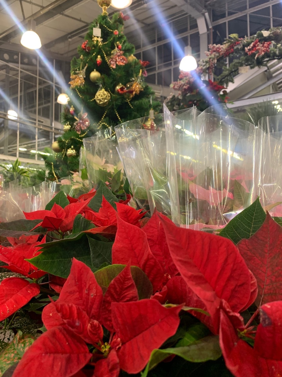 Рождественская звезда