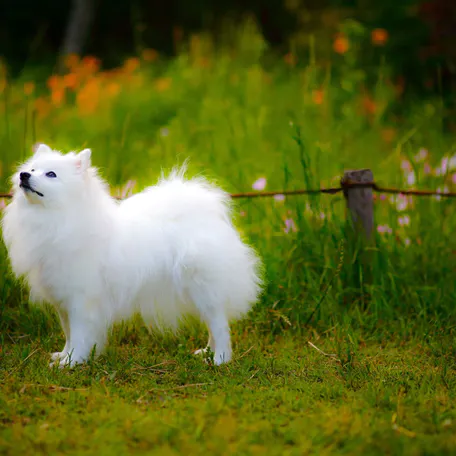 С итальянского «volpe» переводится как «лиса». Название возникло из-за схожести мордочки собаки с лисьей.