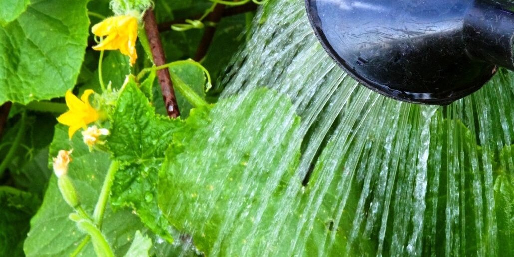 Полезный полив водой, оставшейся после варки овощей