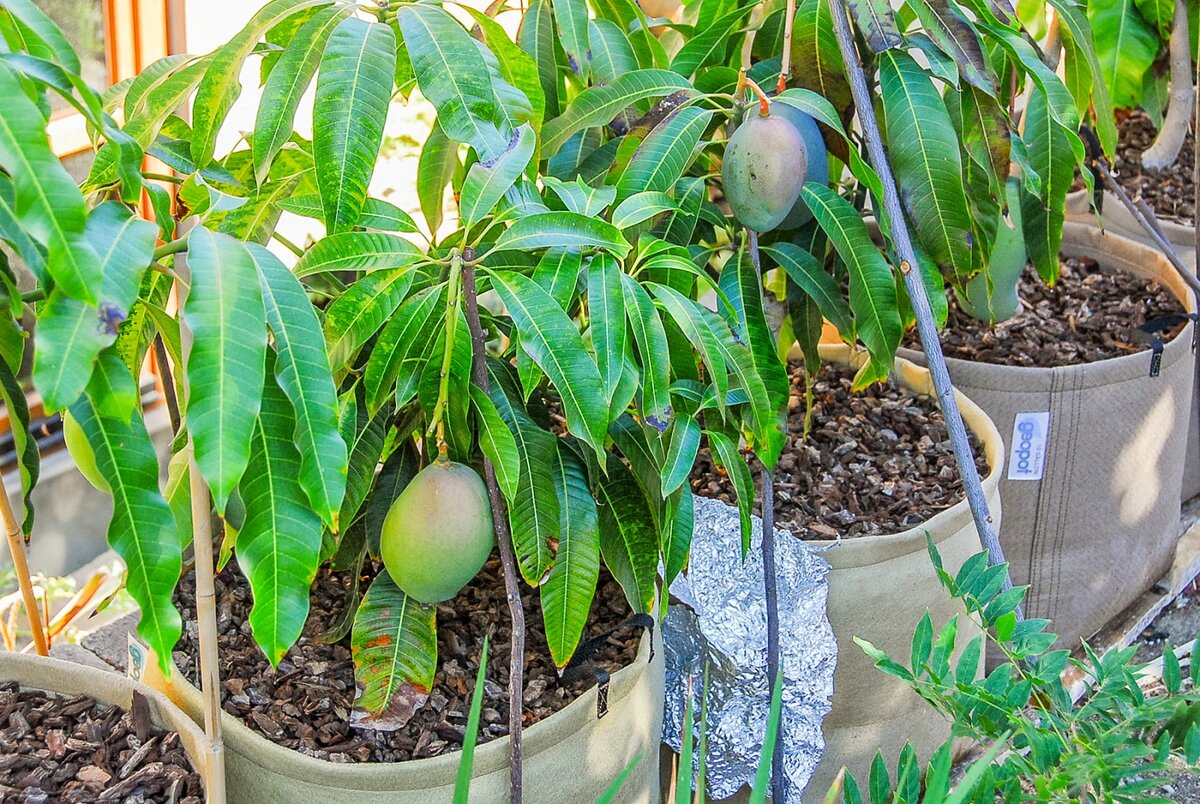 Как вырастить манго из косточки | Заметки о растениях | Дзен