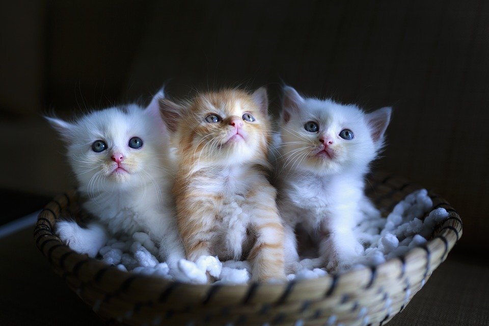 котята (источник фото pixabay.com)