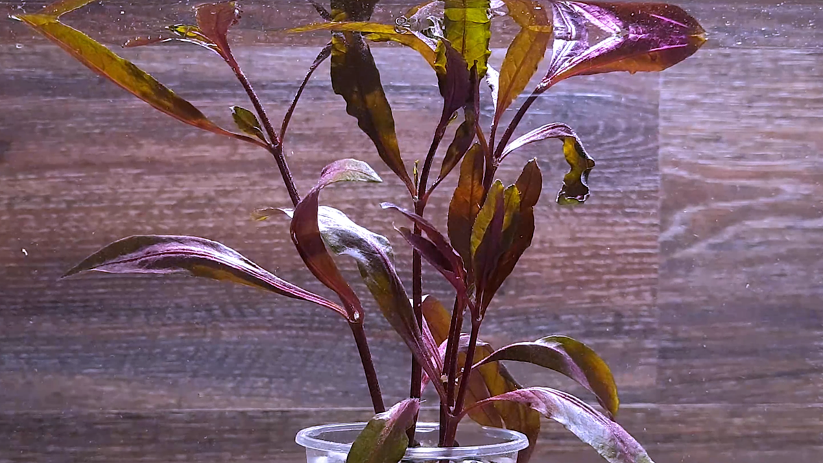 Прекрасная красная красавица