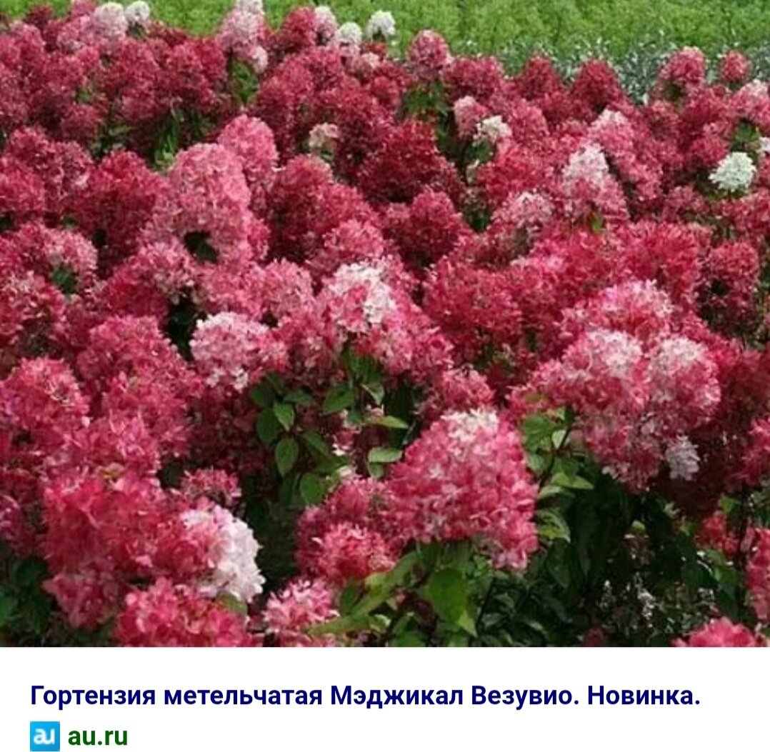 Мэджикал везувио фото