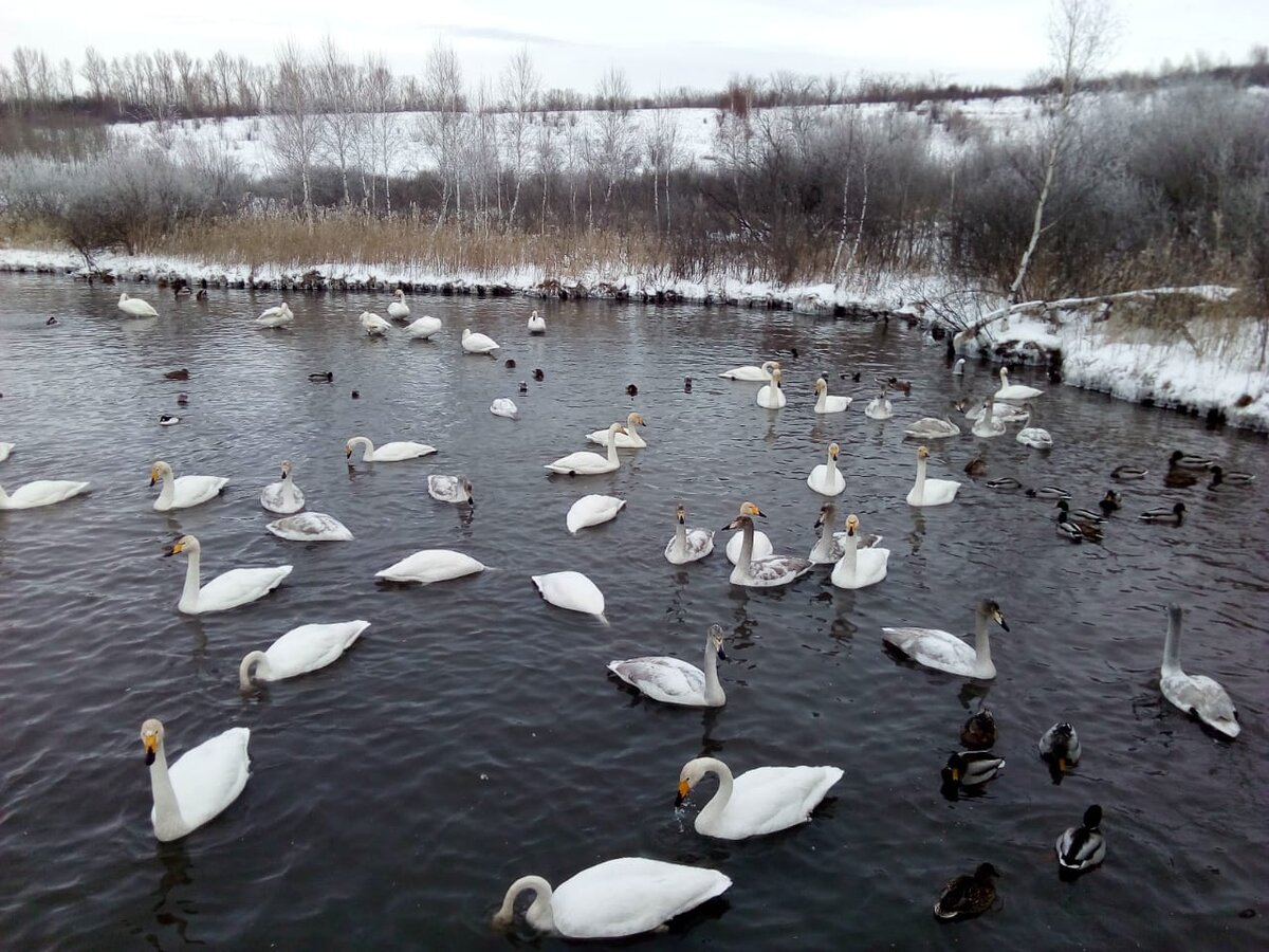 Среди лебедей три вида уточек