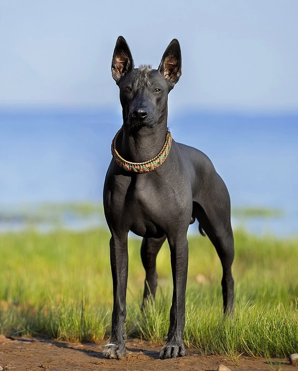 открытый источник