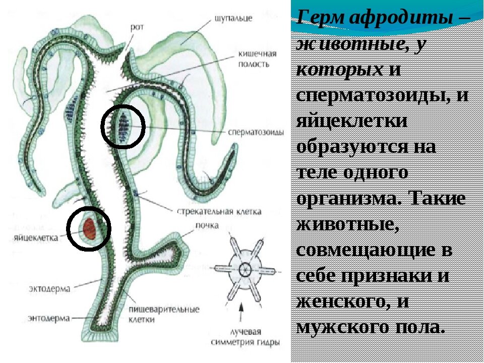 Строение тела гермафродита