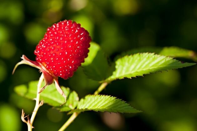 ягода тибетской малины