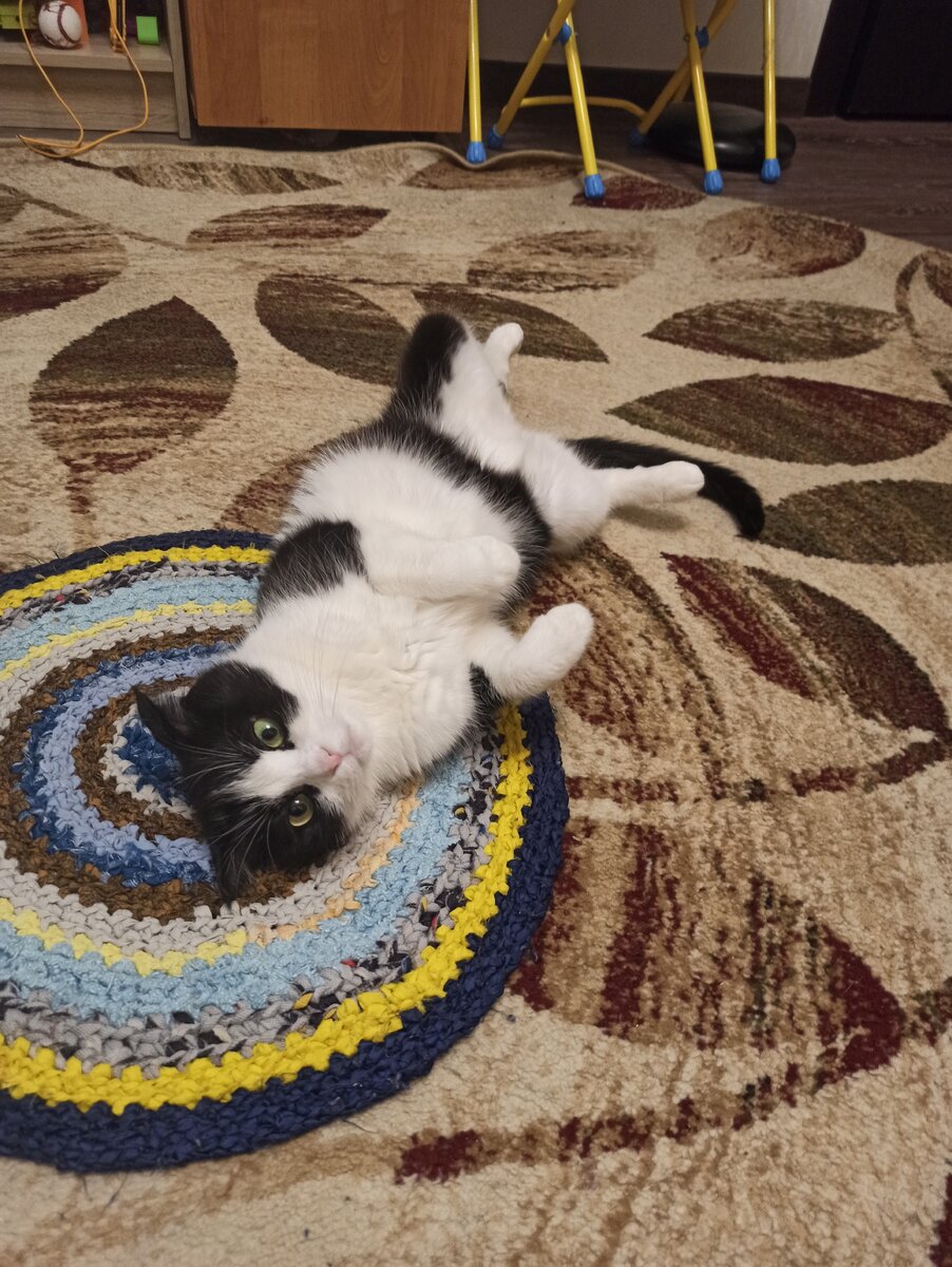 Кошка автора прокрастинирует