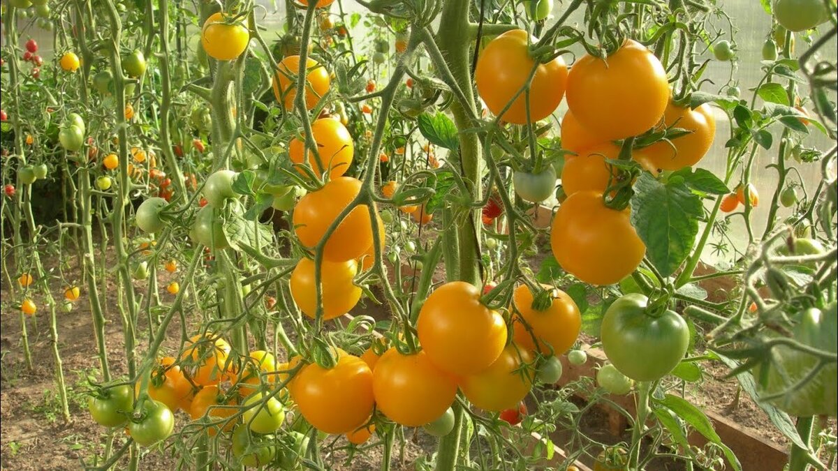 Кистевые томаты настолько привлекательны, что имеют массу поклонников. К тому же они практически всегда выдаются урожайными, а главное, их вкусовые качества просто великолепны.-2