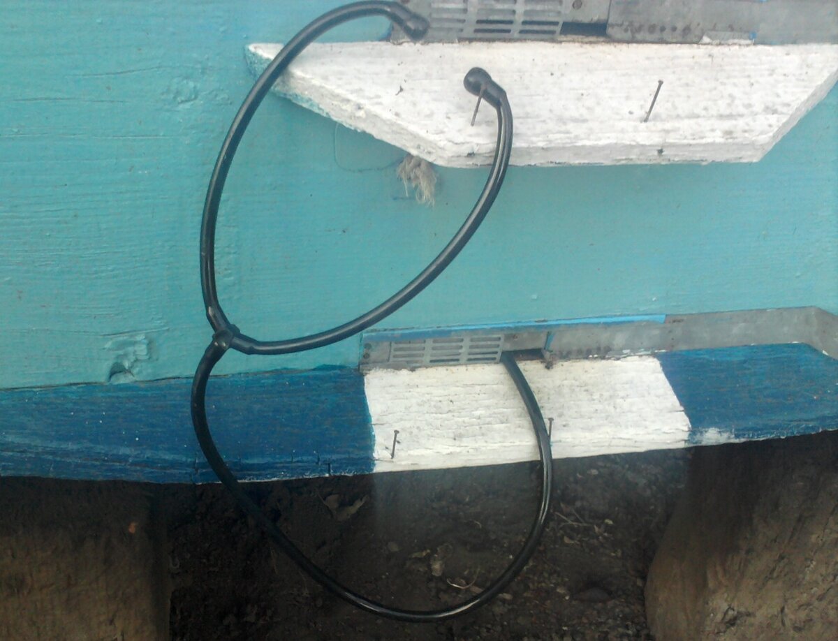 прослушка пчел фото яндекс картинки