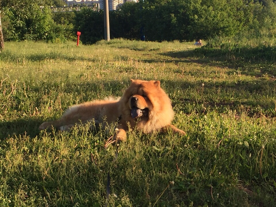 Лежачие летние прогулки