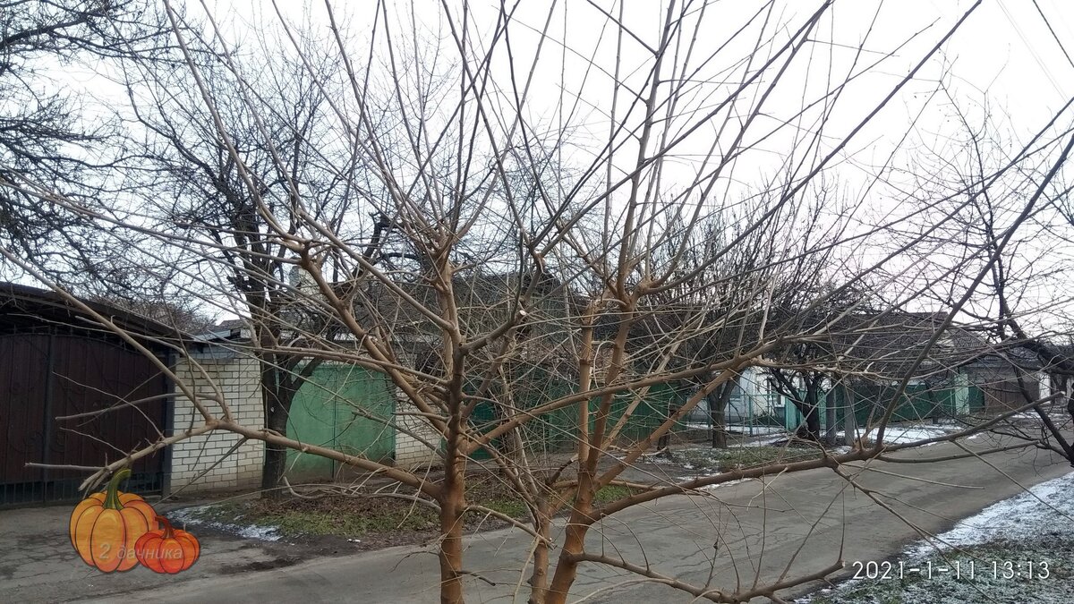 Так дерево выглядело до обрезки.