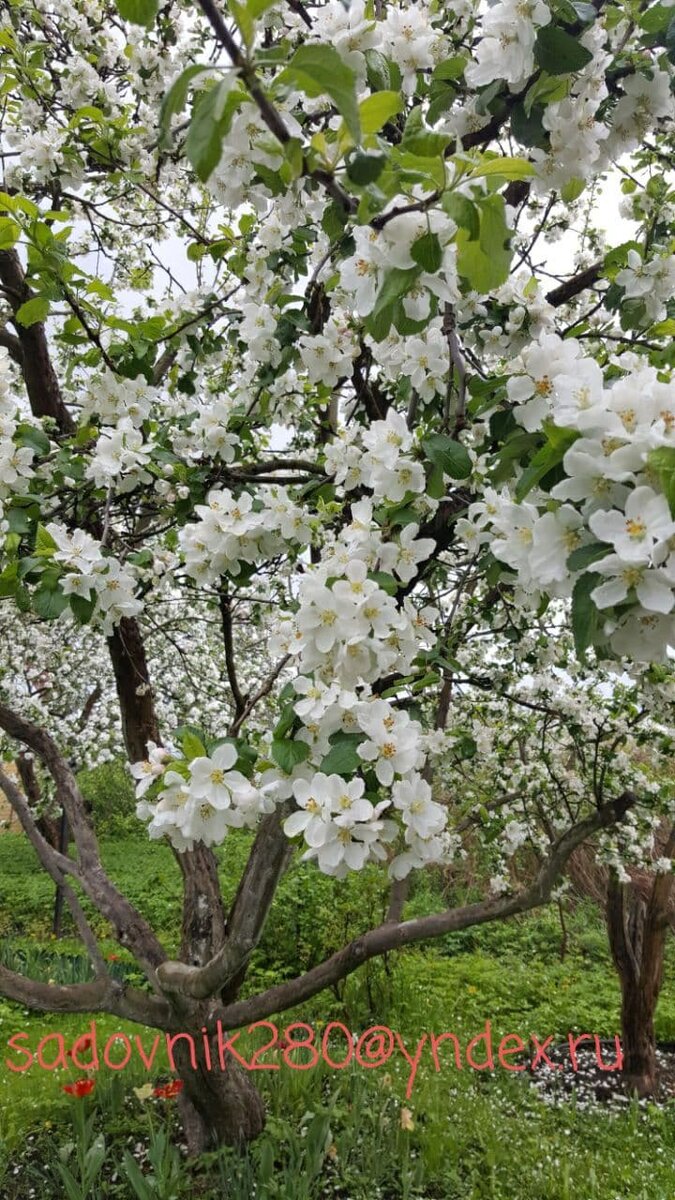 Фото автора Алесад. Тюльпаны  весой  под яблоней очень красивы.