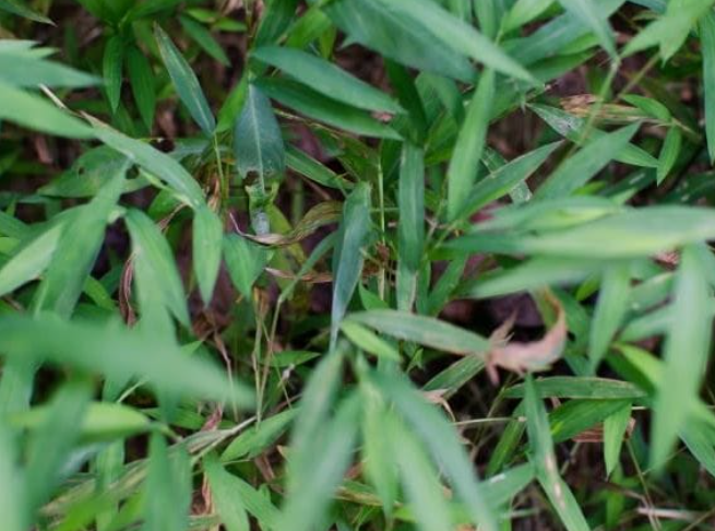 Найди кто здесь спрятался :)