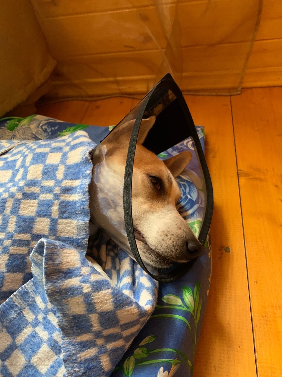 по приезду домой, после операции. Наркоз еще не отошел