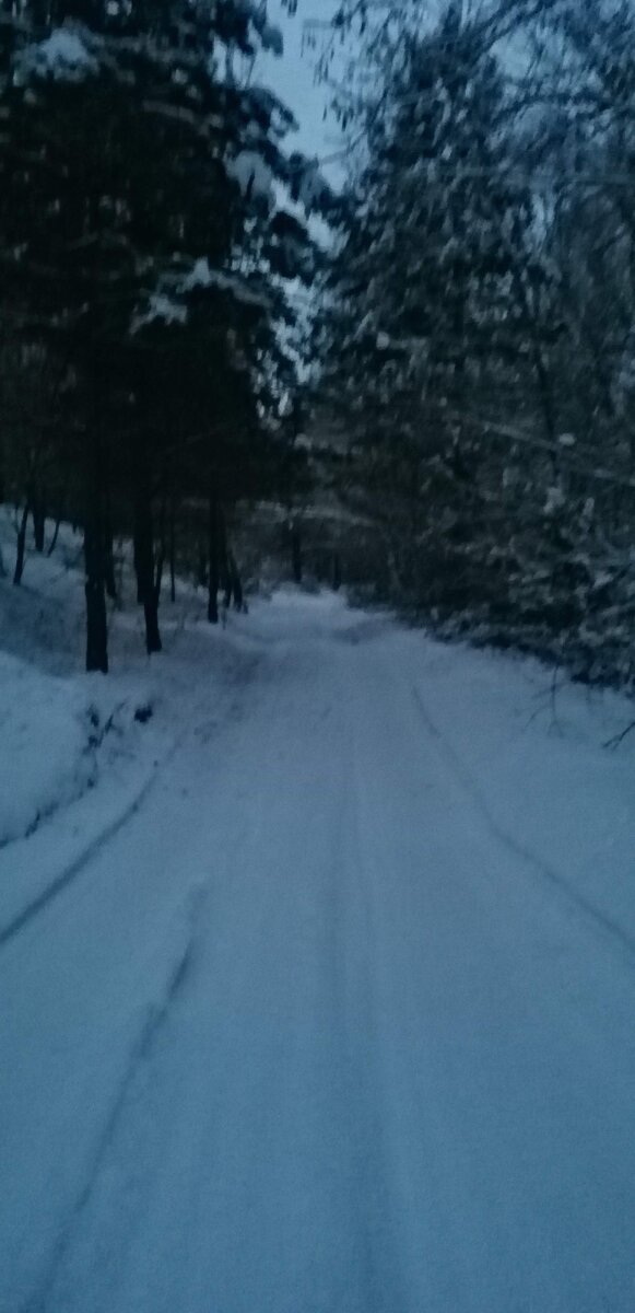Вечер, тишина, лес. Что ещё для счастья нужно?