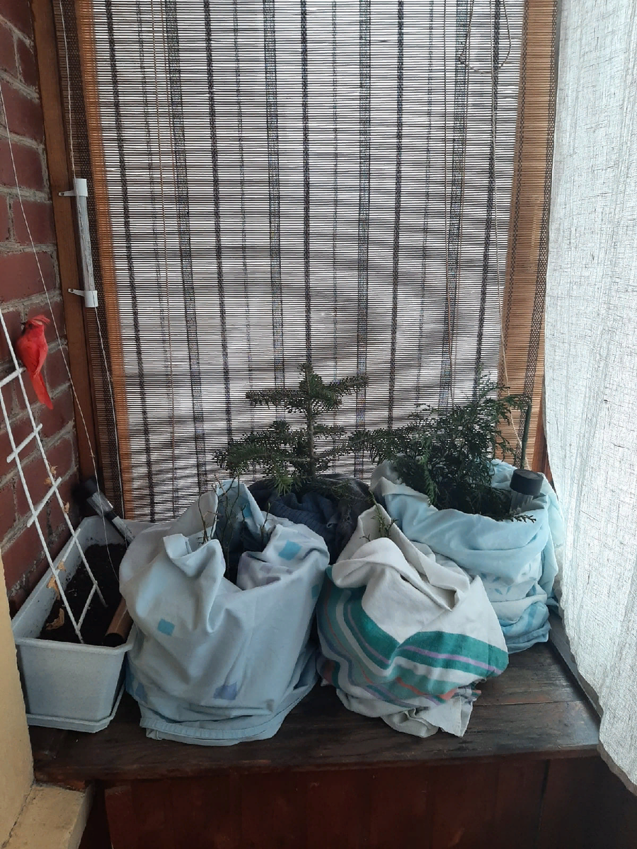 Розы, пихта и туя