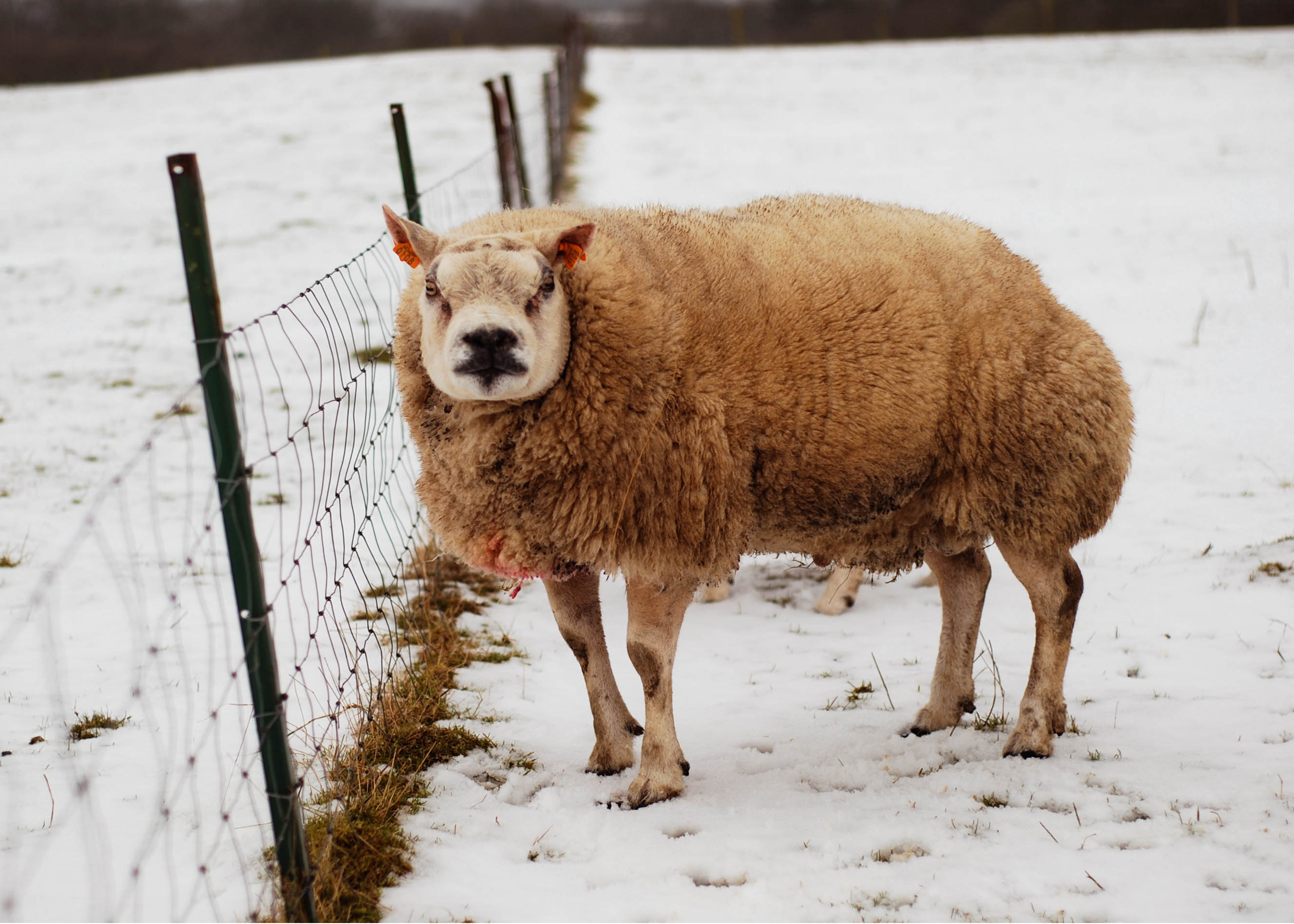Смешанные свиньи. Баран порода Белтекс. Порода Баранов Тексель. Beltex породы овец. Texel Sheep породы овец.