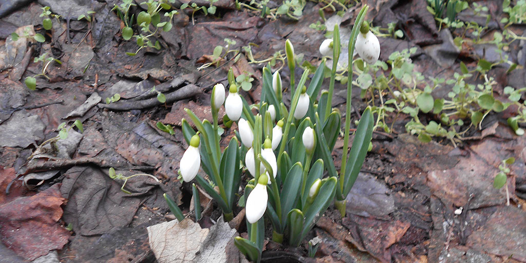 Подснежники в Симферополе. 22 января 2021 года