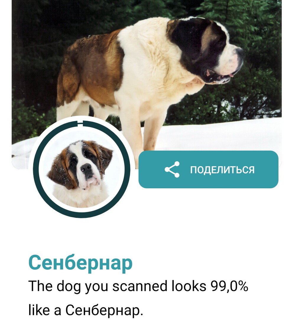 Результаты сканирования фотографий породистых собак. В кружочке загруженное изображение, на большом снимке - полученный результат. Здесь и далее в галерее скриншот экрана из личного архива