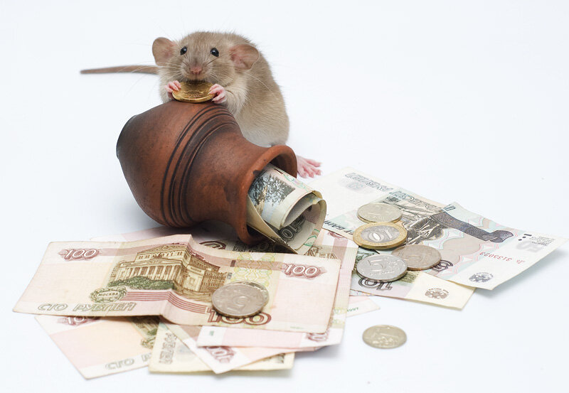 Крысы олицетворяют, с одной стороны, жадность, а с другой, упорство и ловкость. Если вас назвали крысой - не обижайтесь, вы просто ловкий и стойкий!