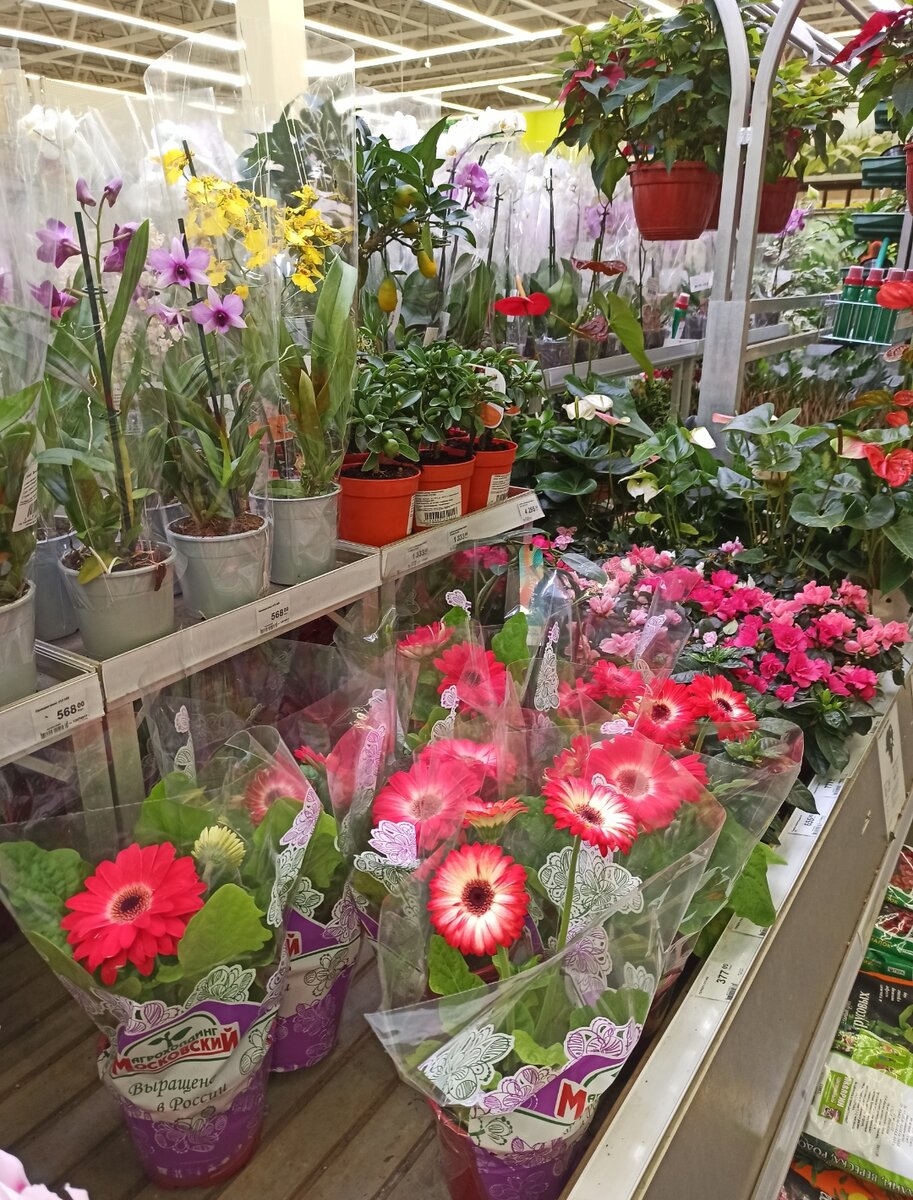 Побывала в цветочном отделе Леруа Мерлен: обзор интересных растений и ...