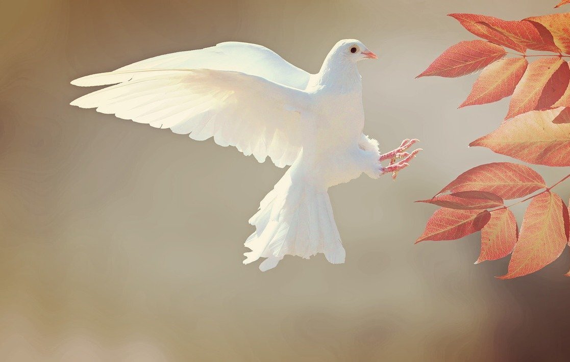 Источник изображения сайт https://pixabay.com