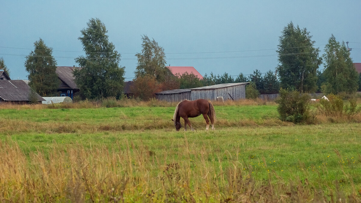 Начало фотоисторий. Как я промок насквозь в осенний ливень. Снял видео.