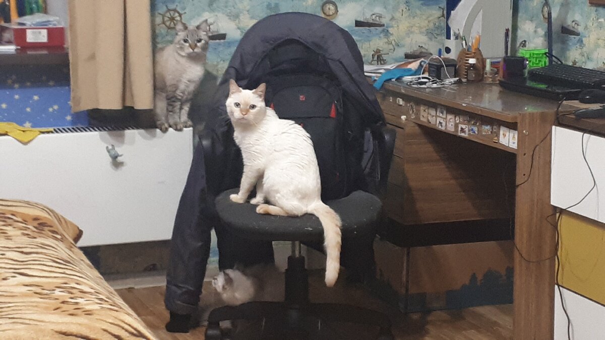 Хвост висит просто непозволительно