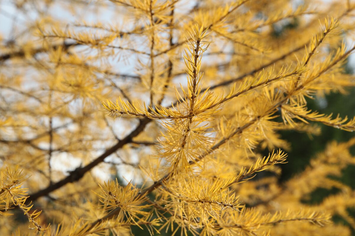 Лиственница, фото М.Шершнев